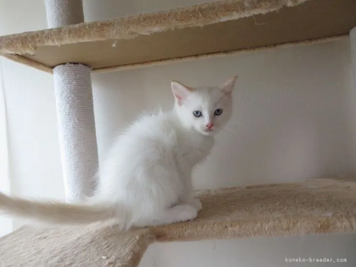 ID:2105-01467の子猫