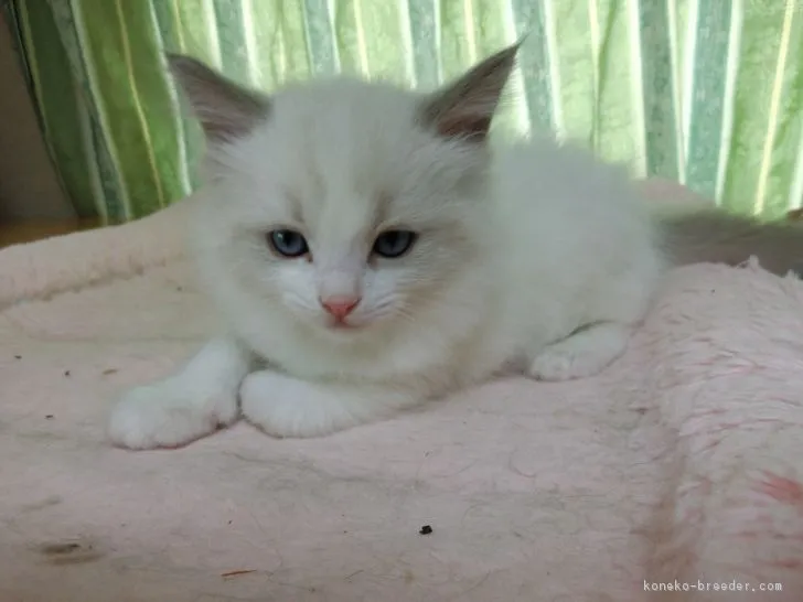 Renママ 様のお迎えした子猫