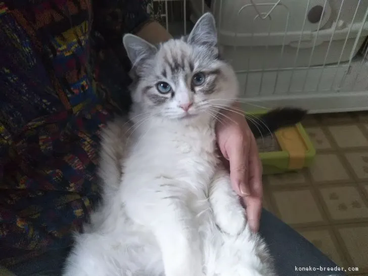 ID:1810-00864の子猫