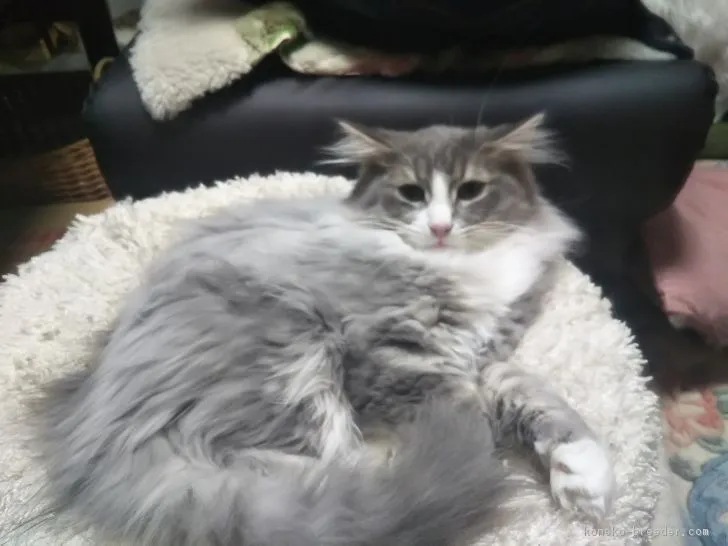 ID:1811-01155の子猫