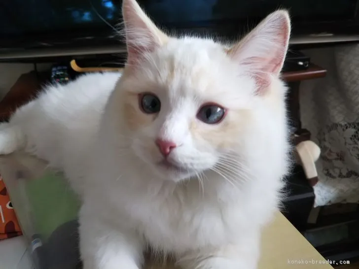ID:1810-00783の子猫