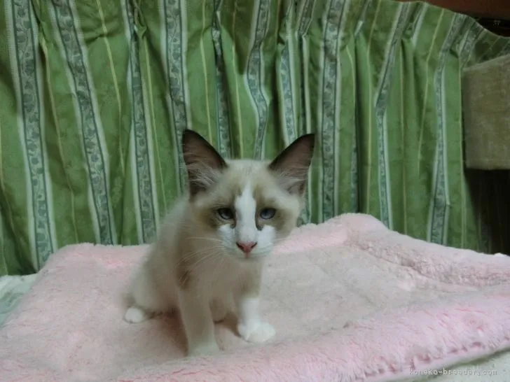 ID：1705-00374の子猫