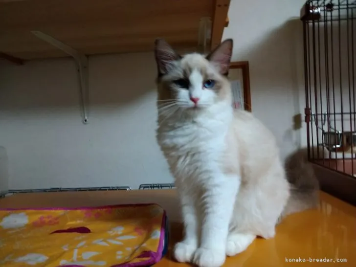 ID:2105-01466の子猫