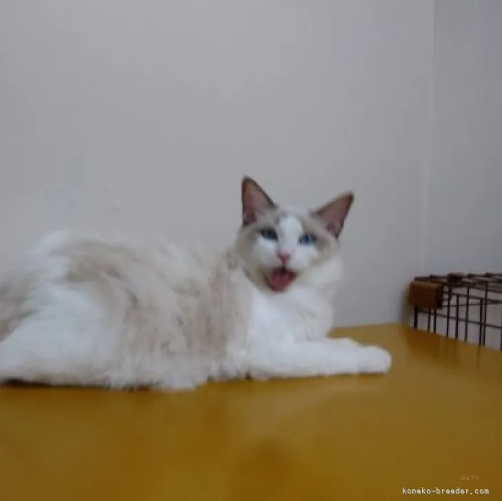 ID：2304-03172の子猫