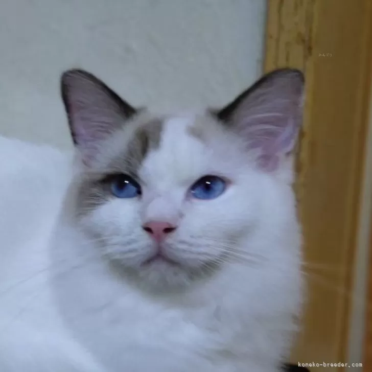 ID：2405-00209の子猫