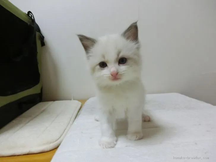 ID:1904-00403の子猫