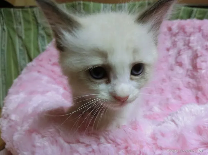 ID：1610-00800の子猫