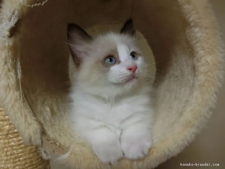 ID:1611-00092の子猫