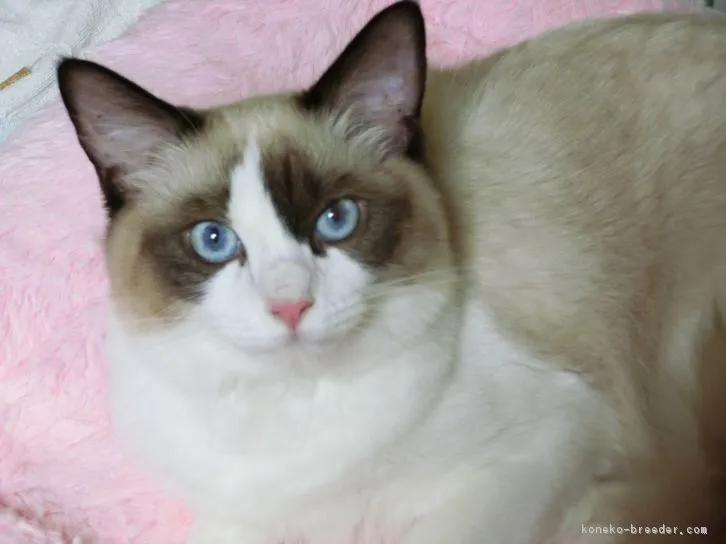 ID：1604-00433の子猫