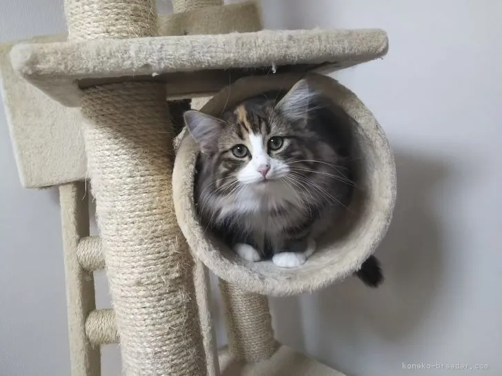 hitomi 様のお迎えした子猫