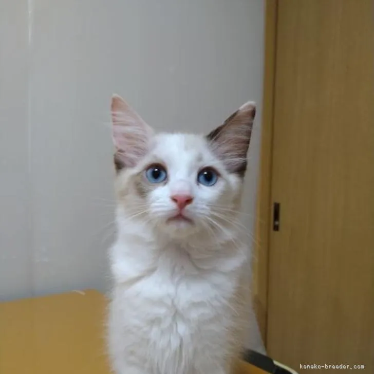 ID：2206-01368の子猫