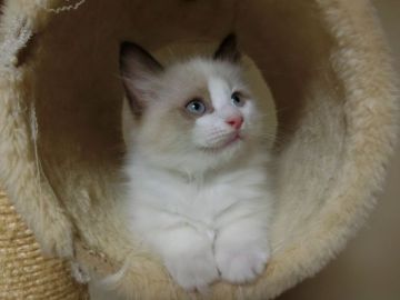 ラグドール【北海道・女の子・2016年9月26日・シールポイントバイカラー】の写真「両親猫共にチャンピオンです♪」