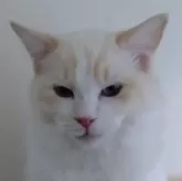 ラグドール【北海道・男の子・2024年3月30日・クリームポイントバイカラー】の写真1「元気に甘えて来てくれますよ。初めての方でも安心だと思います。」