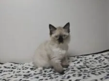 ラグドール【北海道・女の子・2018年8月10日・シールポイントミテッド】の写真1