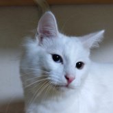 ノルウェージャンフォレストキャット