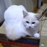 ラグドール【北海道・男の子・2024年3月30日・クリームポイントバイカラー】の写真2