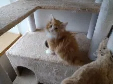 ノルウェージャンフォレストキャット【北海道・男の子・2020年9月14日・クリームタビー&ホワイト】の写真3