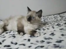 ラグドール【北海道・女の子・2018年8月10日・シールポイントミテッド】の写真3