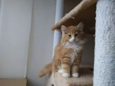 ノルウェージャンフォレストキャット【北海道・男の子・2020年9月14日・クリームタビー&ホワイト】の写真4