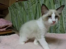 ラグドール【北海道・男の子・2017年4月7日・シールポイントバイカラー】の写真4