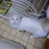 ラグドール【北海道・男の子・2024年3月30日・クリームポイントバイカラー】の写真4