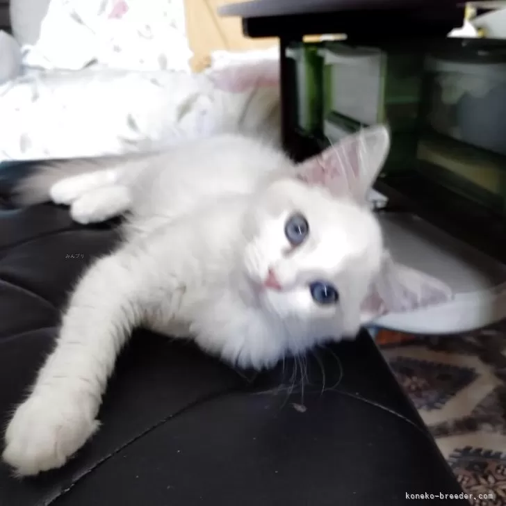 ID：2507-02193の子猫