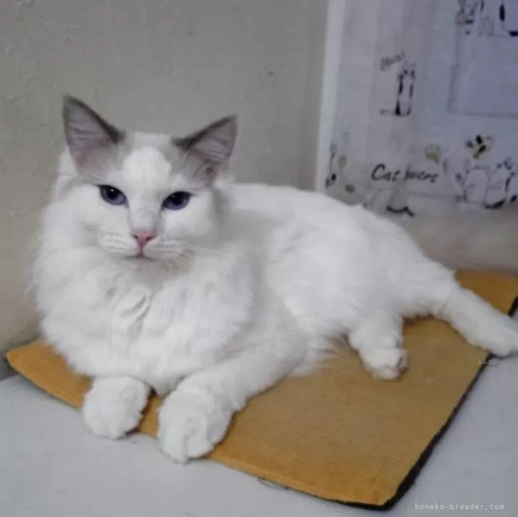 ラグドール【北海道・男の子・2025年4月7日・シールポイントバイカラー】の写真1