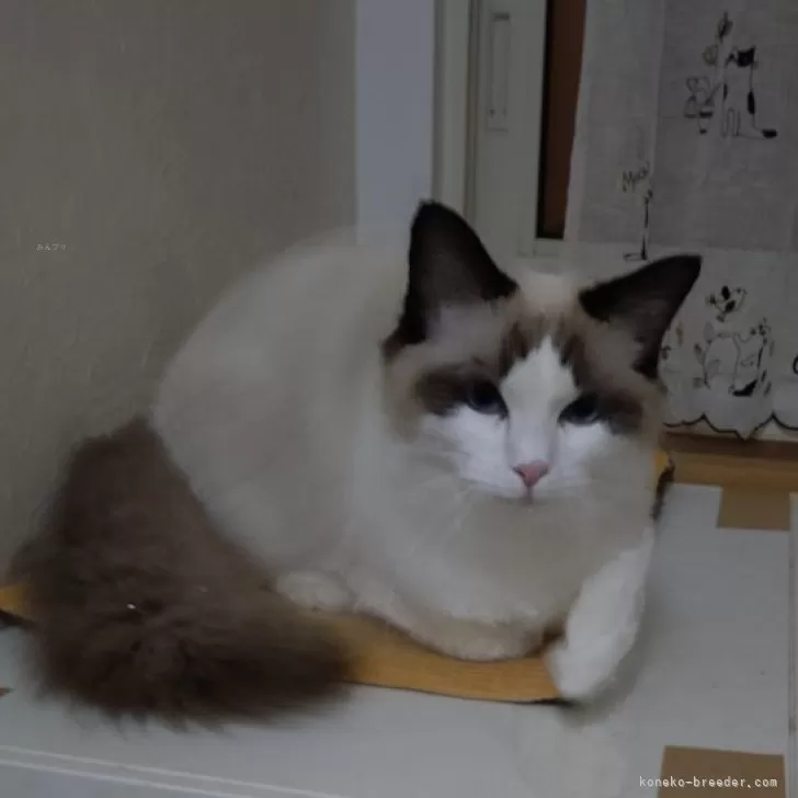 ID：2409-00862の子猫