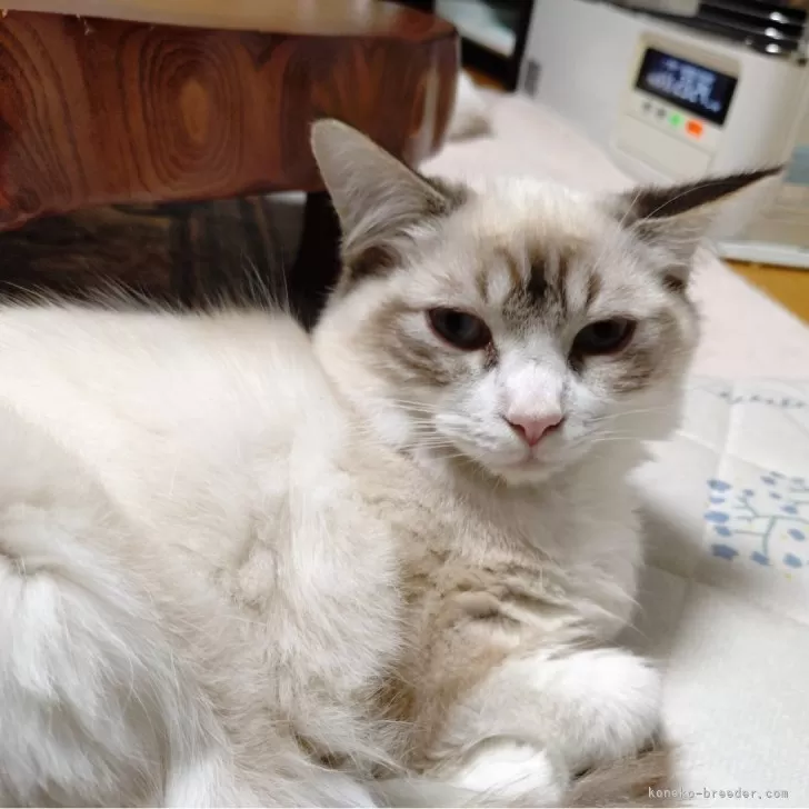 ID：2408-01113の子猫