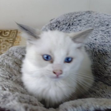 ラグドール【北海道・女の子・2025年9月25日・ブルーポイントバイカラー】の写真「人懐っこくて元気です。」