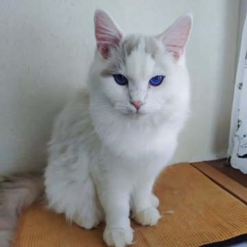 ラグドール【北海道・男の子・2025年4月7日・シールポイントバイカラー】の写真「ハンサム君です。」