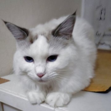 ラグドール【北海道・女の子・2025年4月7日・シールポイントバイカラー】の写真「避妊手術済みです、天真爛漫ちゃんです。」