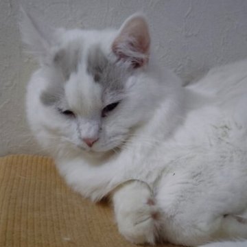 ラグドール【北海道・男の子・2025年4月7日・シールポイントバイカラー】の写真「去勢手術済みの男の子です。」