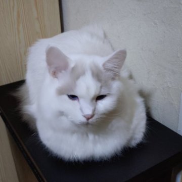 ラグドール【北海道・男の子・2025年4月7日・シールポイントバイカラー】の写真「元気で可愛いワンパク君です」