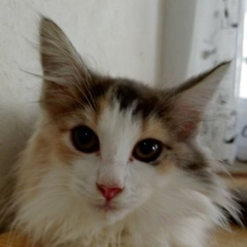 ノルウェージャンフォレストキャット【北海道・女の子・2025年7月30日・三毛】の写真「モフモフ可愛い女の子です。」