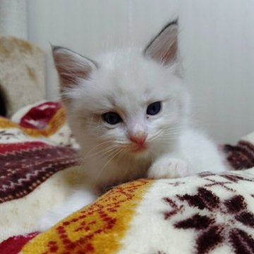 ラグドール【北海道・女の子・2025年9月25日・ブルーリンクスポイントバイカラー（ホワホワです）】の写真「ホワホワ毛並で可愛いのー」