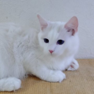 ラグドール【北海道・男の子・2025年4月7日・シールポイントバイカラー】の写真「甘えん坊のワンパク君です」