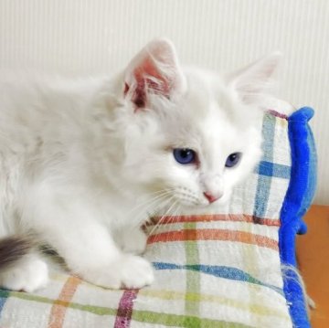 ラグドール【北海道・男の子・2025年4月7日・シールポイントバイカラー】の写真「ワンパク君です」