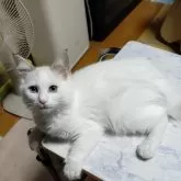 ラグドール