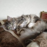 ノルウェージャンフォレストキャット