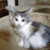 ノルウェージャンフォレストキャット