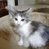 ノルウェージャンフォレストキャット