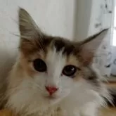 ノルウェージャンフォレストキャット