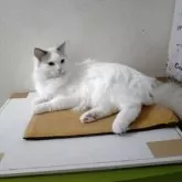 ラグドール【北海道・男の子・2025年4月7日・シールポイントバイカラー】の写真2