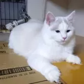 ラグドール【北海道・男の子・2025年4月7日・シールポイントバイカラー】の写真5