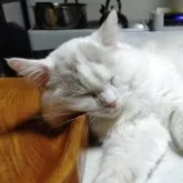 ラグドール【北海道・男の子・2025年4月7日・シールポイントバイカラー】の写真5