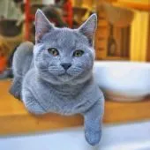 シャルトリュー【埼玉県・男の子・2018年7月16日・】の写真1「キッチンカウンターの上でニャルソック😸今日のご飯はにゃあに❓」