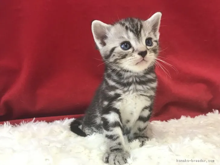 ニトリ 様のお迎えした子猫