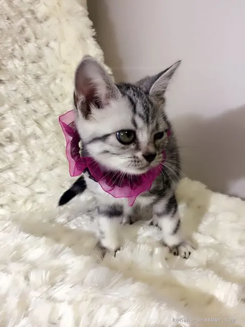 ID：1610-00361の子猫