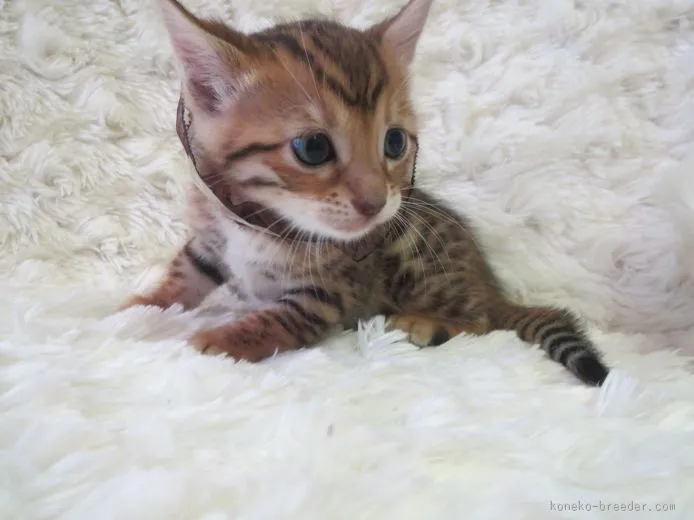 ID:1507-00210の子猫
